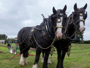 2019 Ploughing Championships